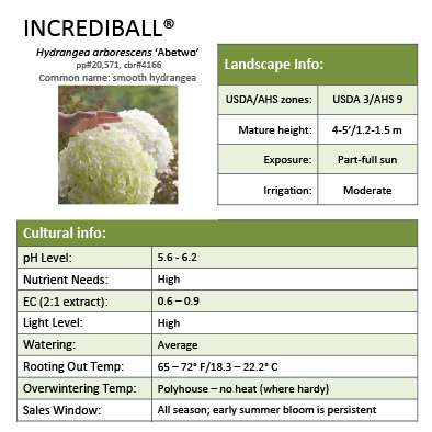 Preview of Incrediball® Hydrangea Grower Sheet PDF