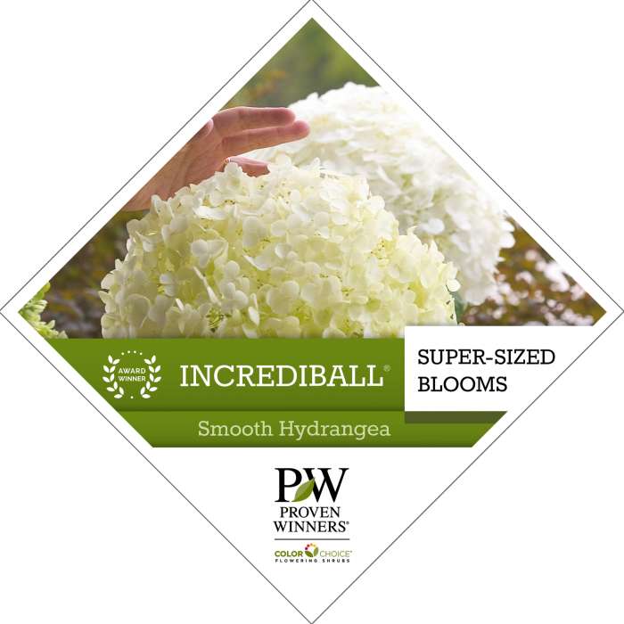 Preview of Incrediball® Hydrangea Tag PDF