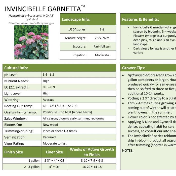 Preview of Invincibelle Garnetta® Hydrangea Professional Grower Sheet PDF