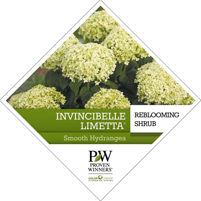 Preview of Invincibelle Limetta® Hydrangea Tag PDF