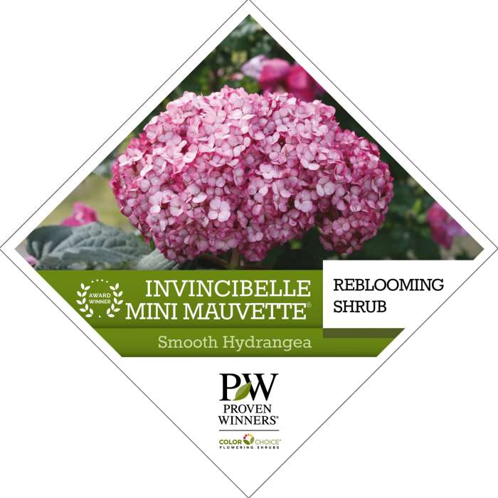 Preview of Invincibelle Mini Mauvette® Hydrangea Tag PDF