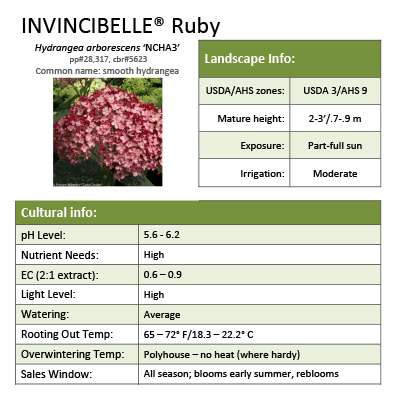 Preview of Invincibelle® Ruby Hydrangea Grower Sheet PDF