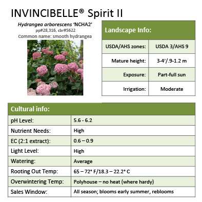 Preview of Invincibelle® Spirit II Hydrangea Grower Sheet PDF
