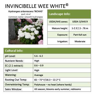 Preview of Invincibelle Wee White® Hydrangea Grower Sheet PDF