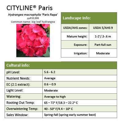 Preview of Cityline® Paris Hydrangea Grower Sheet PDF