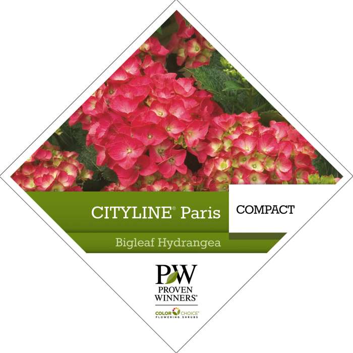 Preview of Cityline® Paris Hydrangea Tag PDF