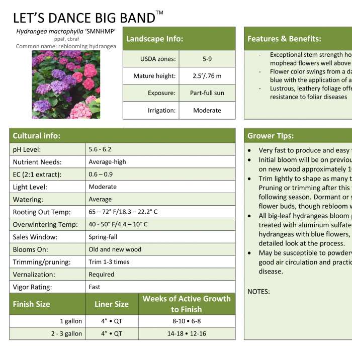 Preview of Let’s Dance Big Band® Hydrangea Professional Grower Sheet PDF