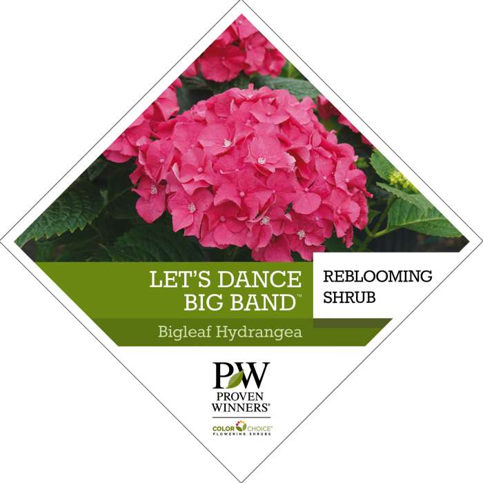 Preview of Let’s Dance Big Band® Hydrangea tag PDF
