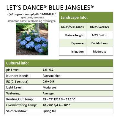 Preview of Let’s Dance® Blue Jangles® Hydrangea Grower Sheet PDF