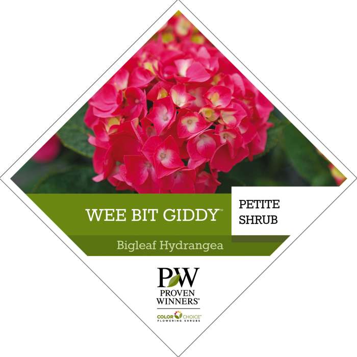 Preview of Wee Bit Giddy® Hydrangea Tag PDF