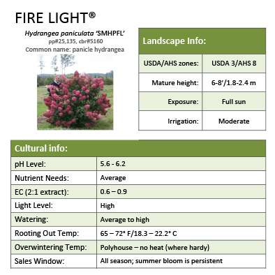 Preview of Fire Light® Panicle Hydrangea PDF