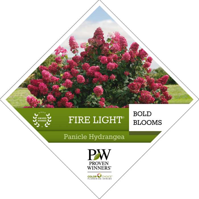 Preview of Firelight® Hydrangea Tag PDF
