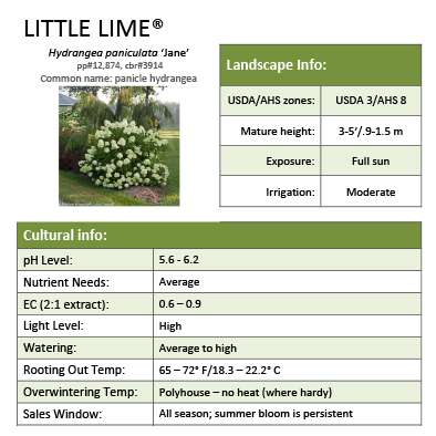Preview of Little Lime® Hydrangea Grower Sheet PDF