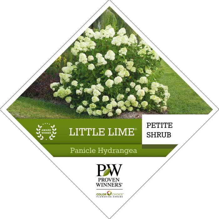 Preview of Little Lime® Hydrangea Tag PDF