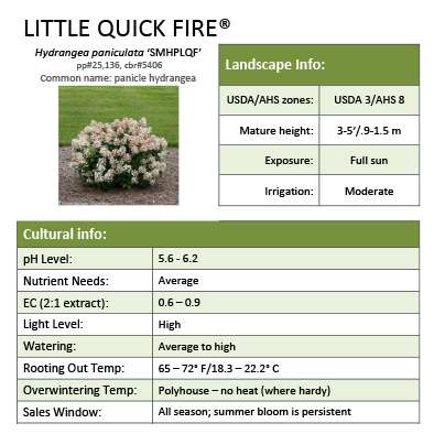 Preview of Little Quick Fire® Hydrangea Grower Sheet PDF