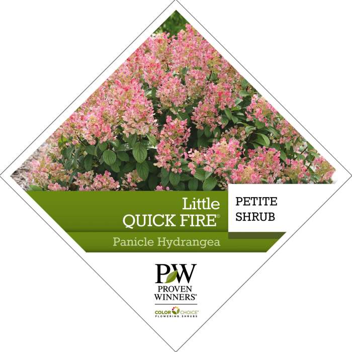 Preview of Little Quick Fire® Hydrangea Tag PDF