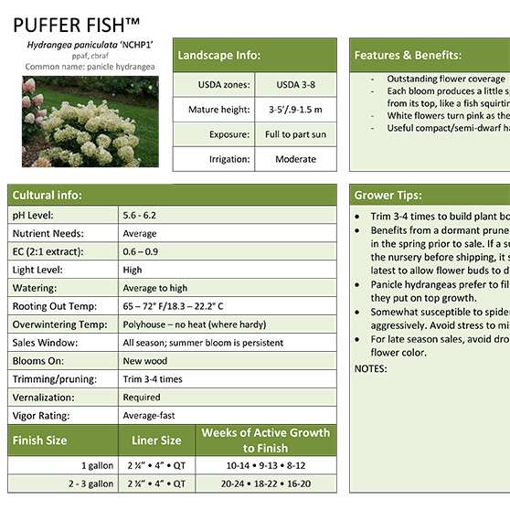 Preview of Puffer Fish™ Hydrangea Grower Sheet PDF
