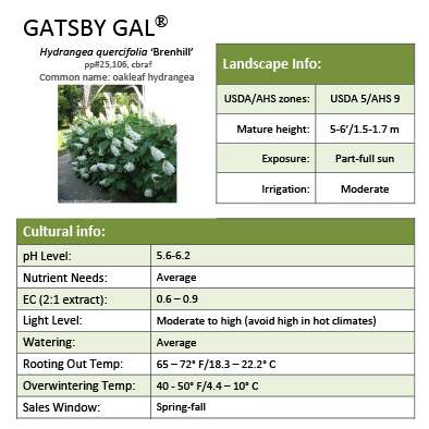 Preview of Gatsby Gal® Hydrangea Grower Sheet PDF