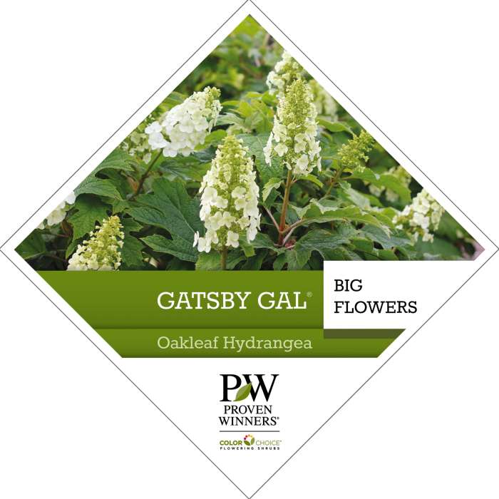 Preview of Gatsby Gal® Hydrangea Tag PDF
