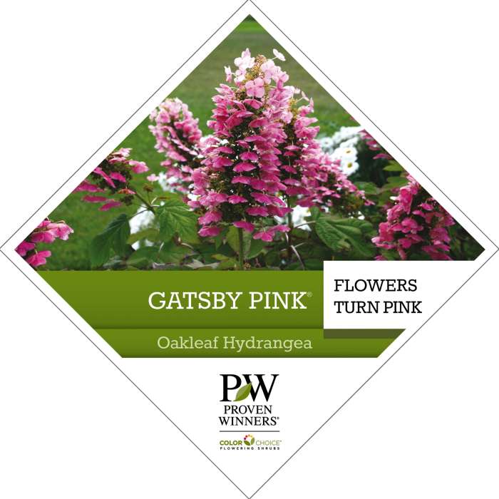 Preview of Gatsby Pink® Hydrangea Tag PDF