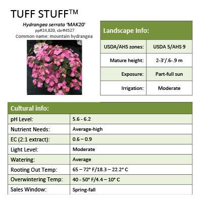 Preview of Tuff Stuff™ Hydrangea Grower Sheet PDF