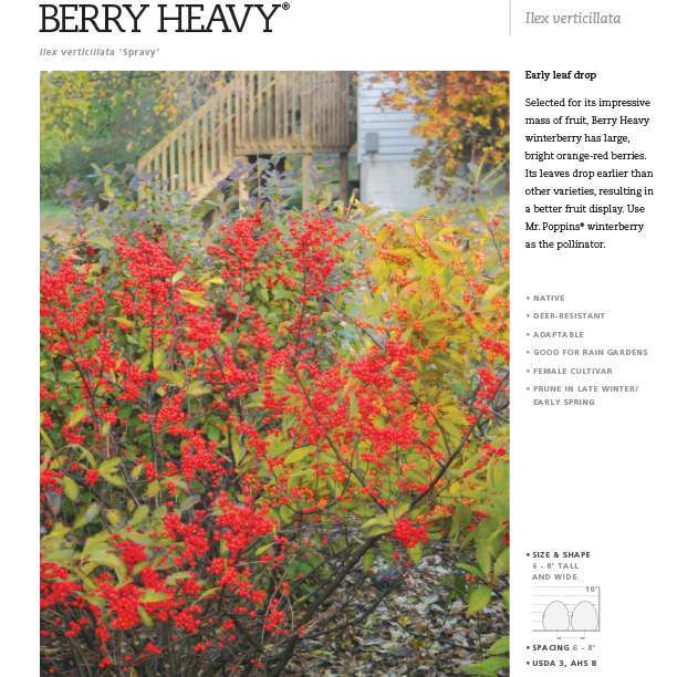 Preview of Berry Heavy® Ilex Spec Sheet PDF