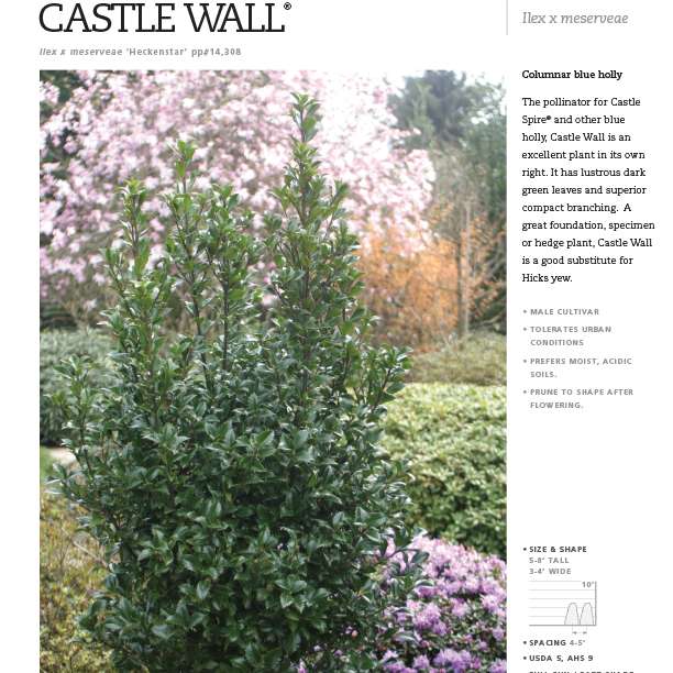 Preview of Castle Wall® Ilex Spec Sheet PDF
