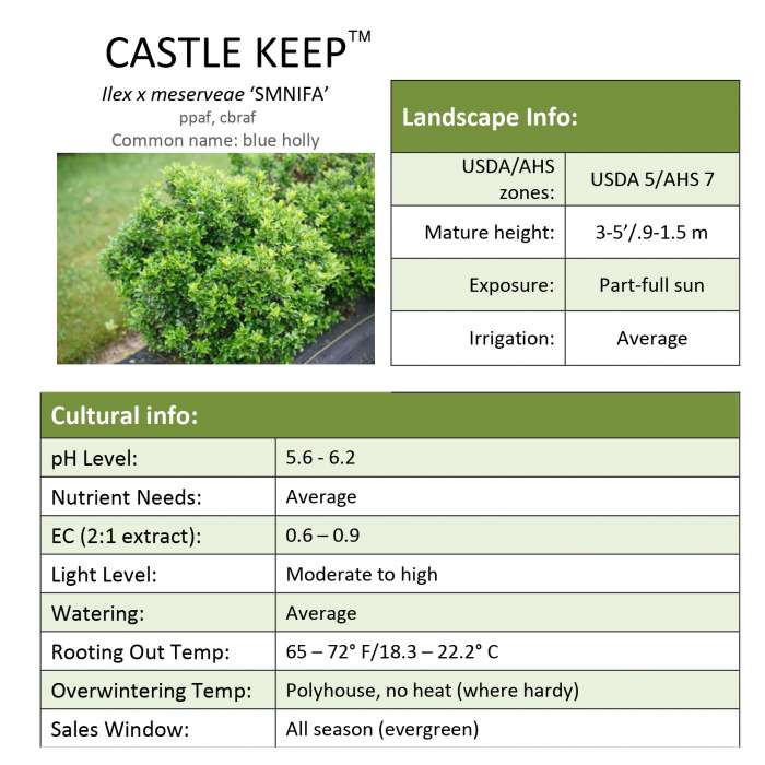 Castle Keep® Ilex Grower Sheet - Spring Meadow Nursery