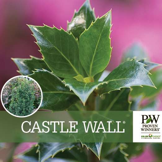 Preview of Castle Wall® Ilex Benchcard PDF