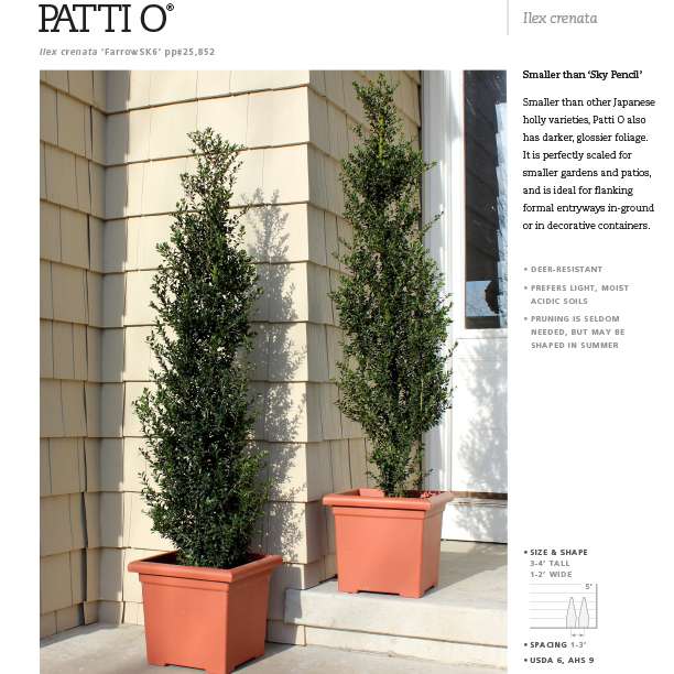 Preview of Patti O Box® Ilex Spec Sheet PDF