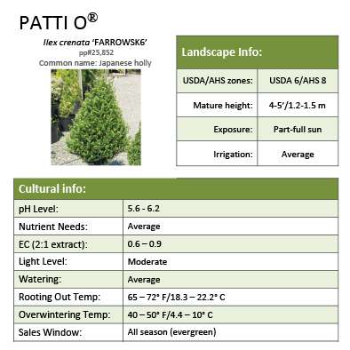 Preview of Patti O Box™ Ilex Grower Sheet PDF