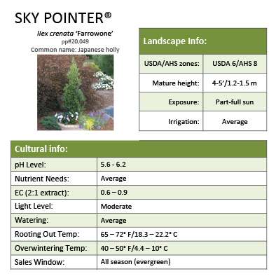 Preview of Sky Box® Ilex Grower Sheet PDF