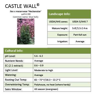 Preview of Castle Wall® Ilex Grower Sheet PDF
