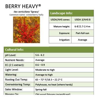 Preview of Berry Heavy® Ilex Grower Sheet PDF