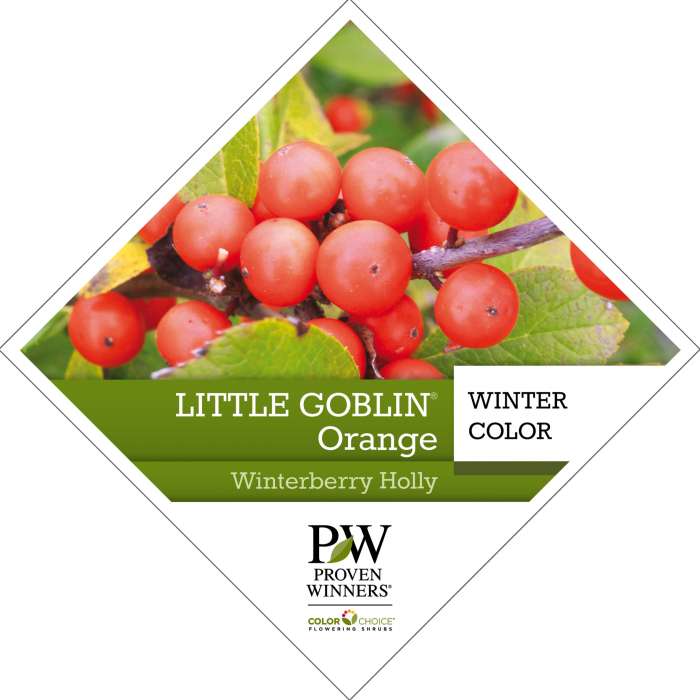 Little Goblin® Orange Ilex Tag - Spring Meadow Nursery