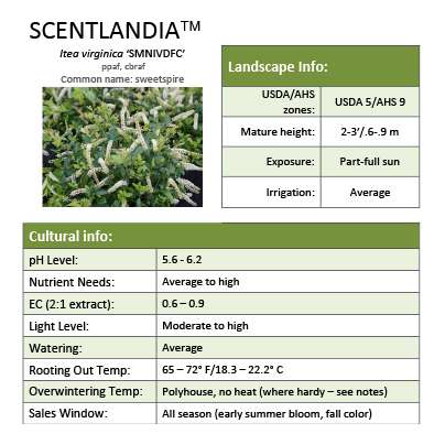 Preview of Scentlandia® Itea Grower Sheet PDF