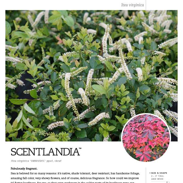 Preview of Scentlandia® Itea Spec Sheet PDF