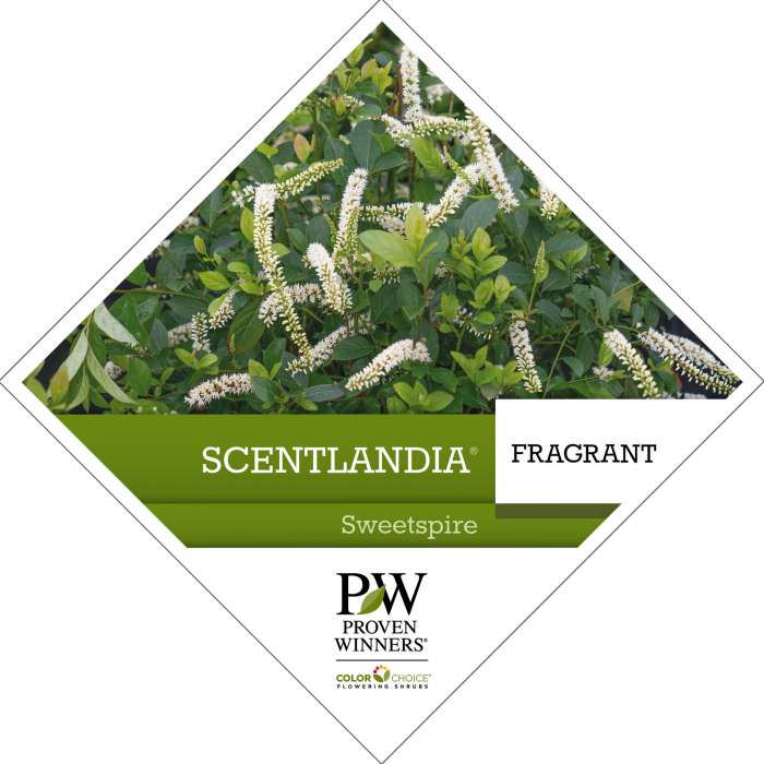 Preview of Scentlandia® Itea Tag PDF
