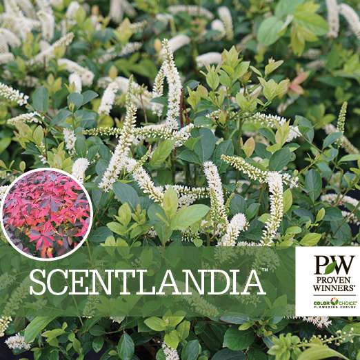 Preview of Scentlandia® Itea Benchcard PDF