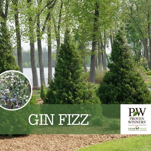 Preview of Gin Fizz® Juniperus Benchcard PDF