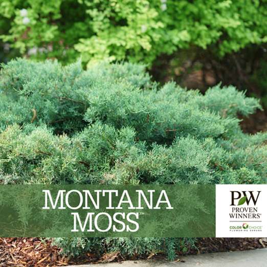 Preview of Montana Moss® Juniperus Benchcard PDF