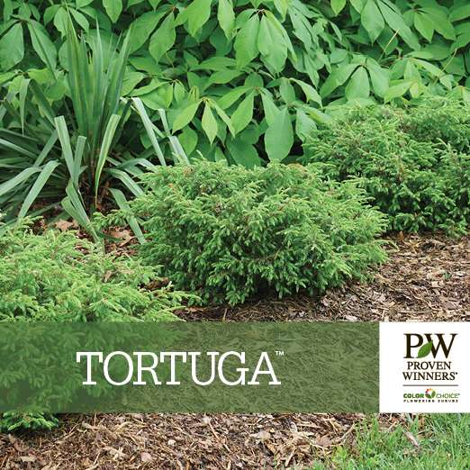 Preview of Tortuga™ Juniperus Benchcard PDF