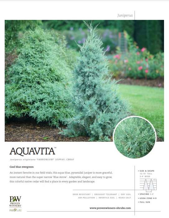 Preview of Aquavita™ Juniperus spec sheet PDF