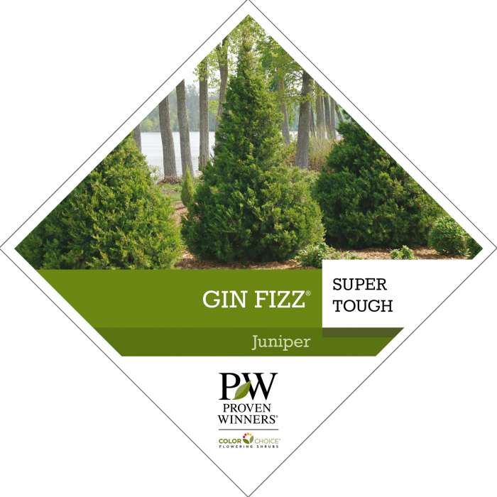 Preview of Gin Fizz® Juniperus Tag PDF