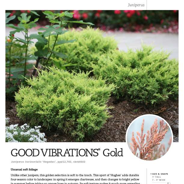 Good Vibrations® Gold Juniper Spec Sheet - Spring Meadow Nursery