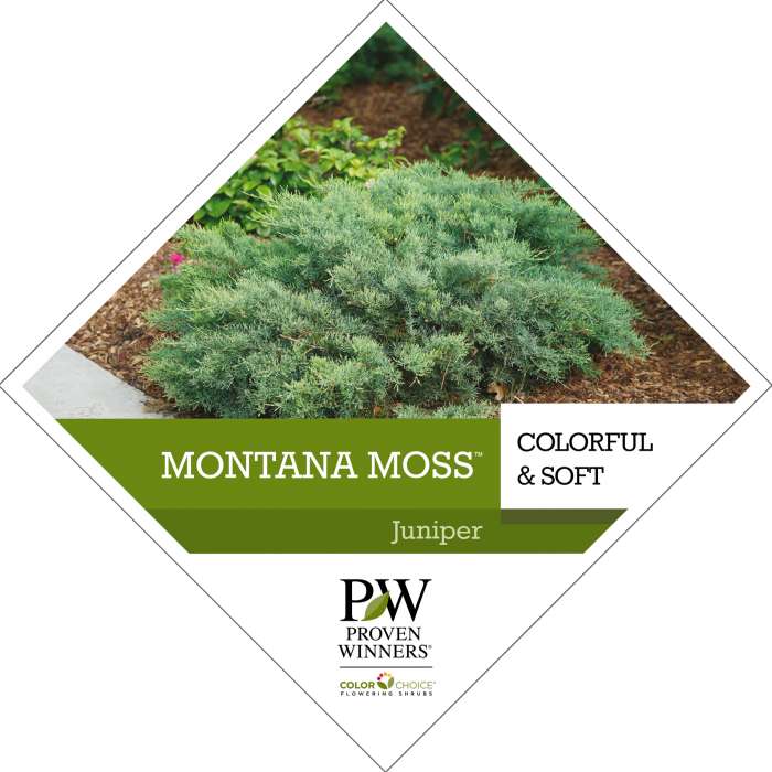 Montana Moss™ Juniperus Tag Spring Meadow Nursery 0417