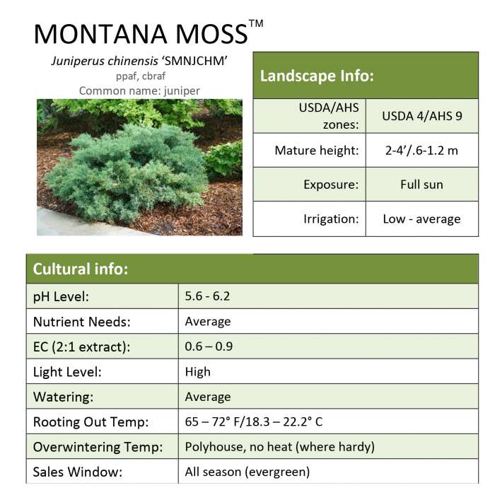 Preview of Montana Moss™ Juniperus Grower Sheet PDF