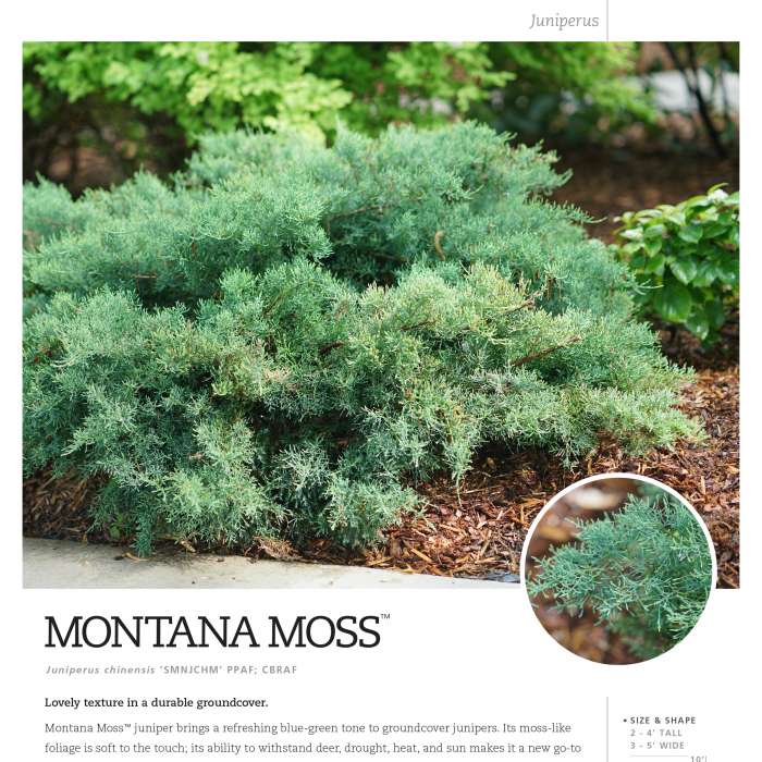 Preview of Montana Moss® Juniperus Spec Sheet PDF