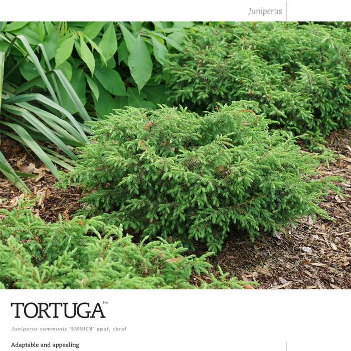 Preview of Tortuga™ Juniper spec sheet PDF