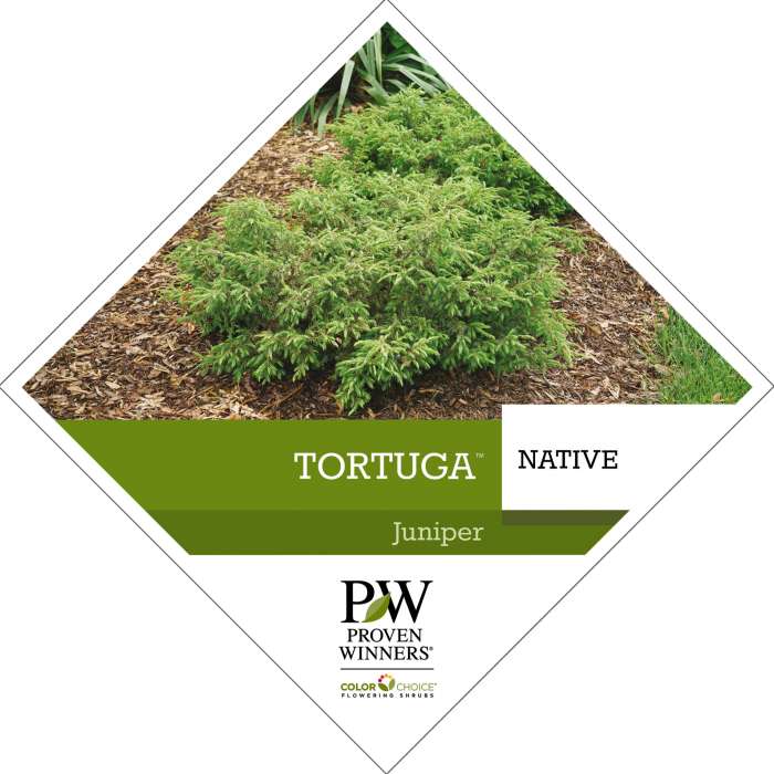 Preview of Tortuga™ Juniperus tag PDF
